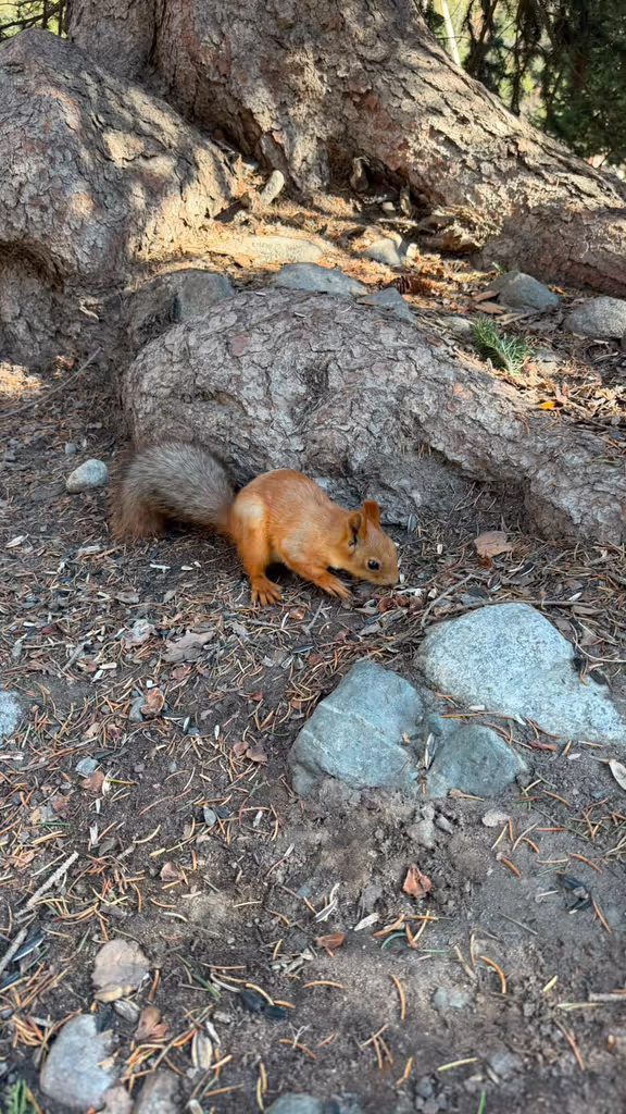 Bishkek Private Tour - Cute squirrel
