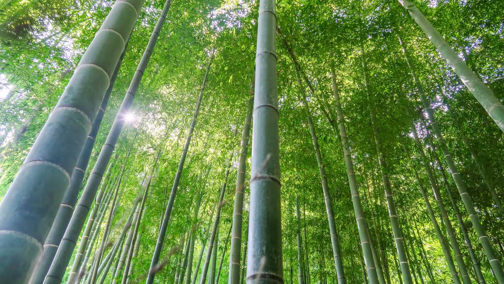 Kamakura Private Tour - 