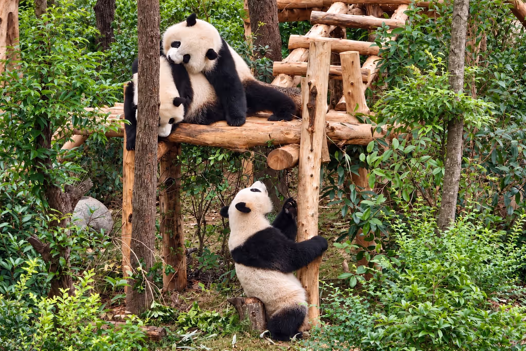 Chengdu Private Tour - Giant pandas at Chengdu Research Base of Giant Panda Breeding