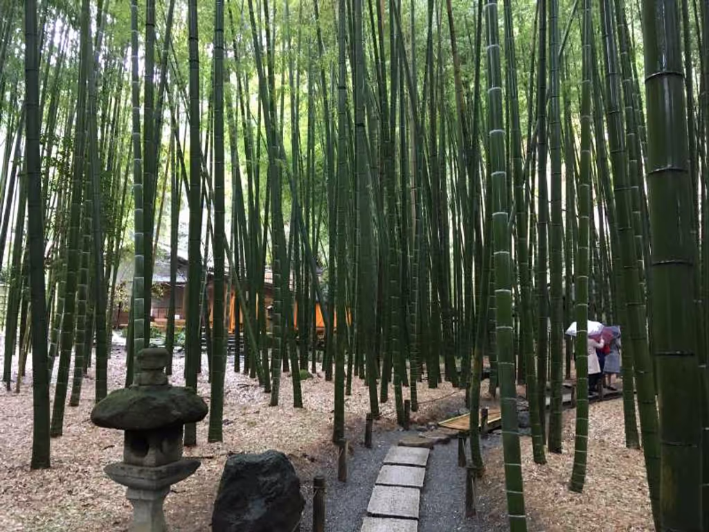 Kamakura Private Tour - Bamboo Forest in Hokoku-ji Temple