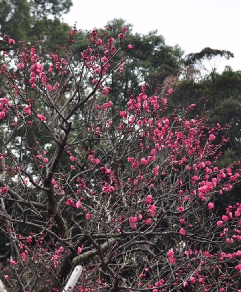 Tokyo Private Tour - Plum flowers bloom in February.