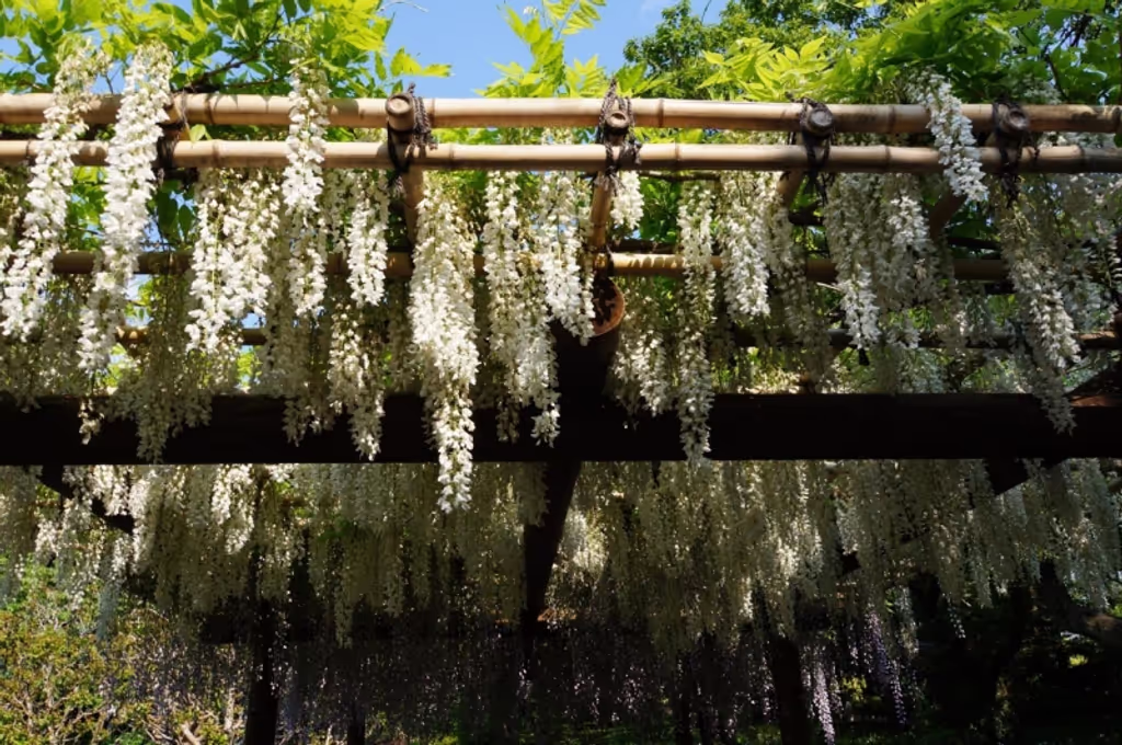 Tokyo Private Tour - Wisteria flowers bloom in May.