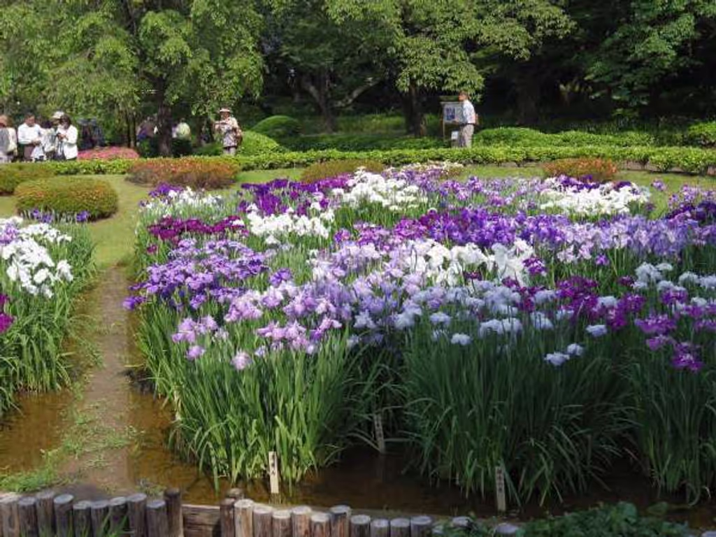 Tokyo Private Tour - Iris flowers bloom in late May.