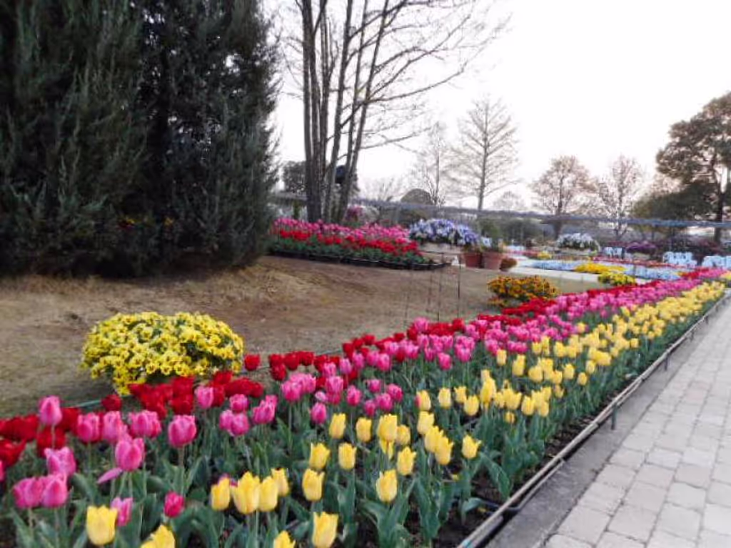 Tokyo Private Tour - Tulips (Spring)