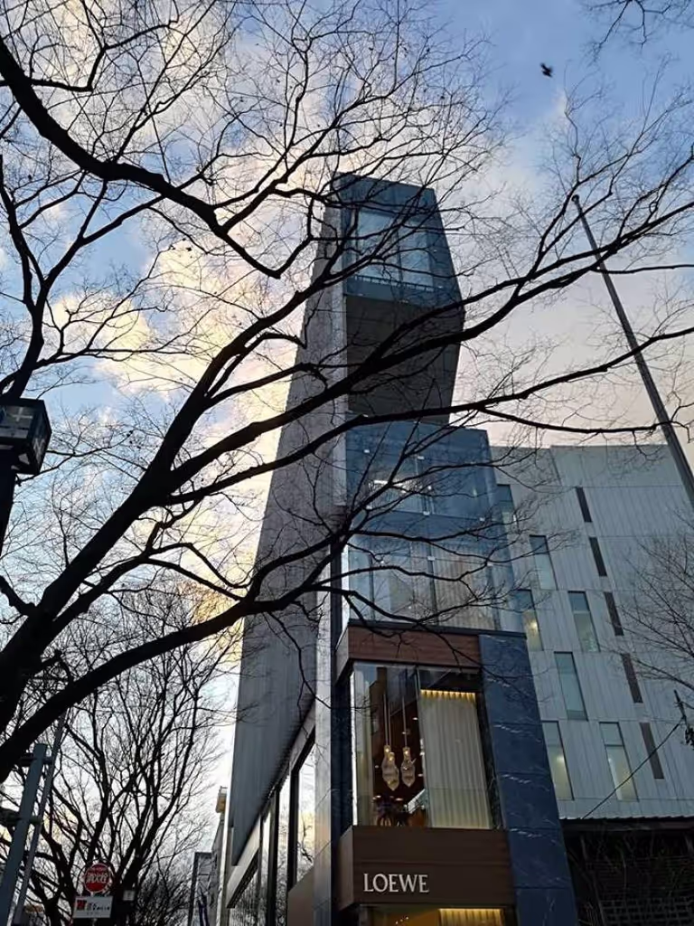 Tokyo Private Tour - Omotesando street beautifully blended with Zelkova trees.