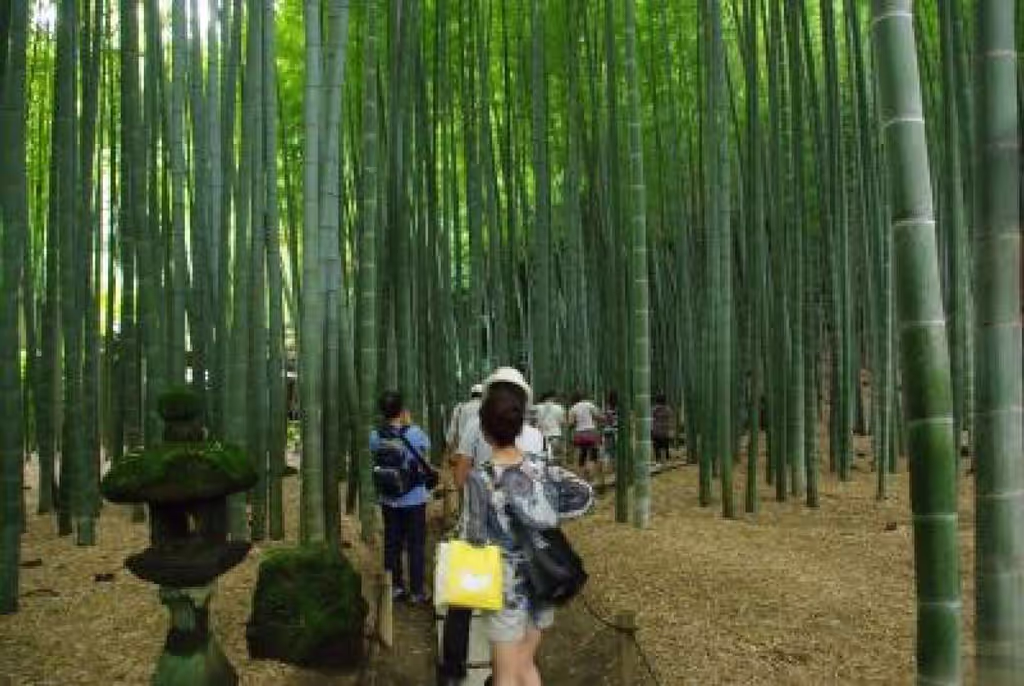 Kanagawa Private Tour - Bamboo in Hokokuji temple.