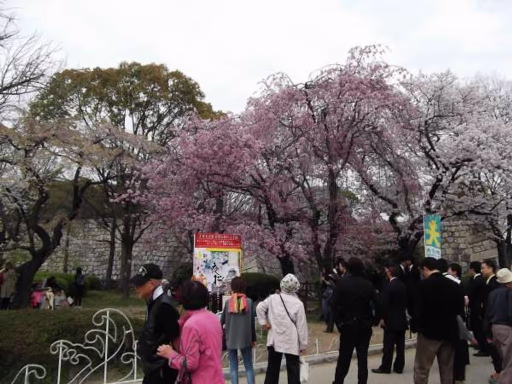 Osaka Private Tour - Cherry trees outside the castle gate.