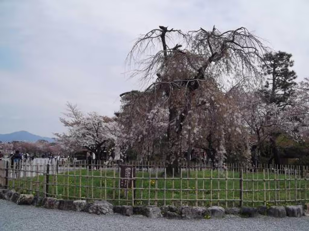 Kyoto Private Tour - Drooping cherry tree