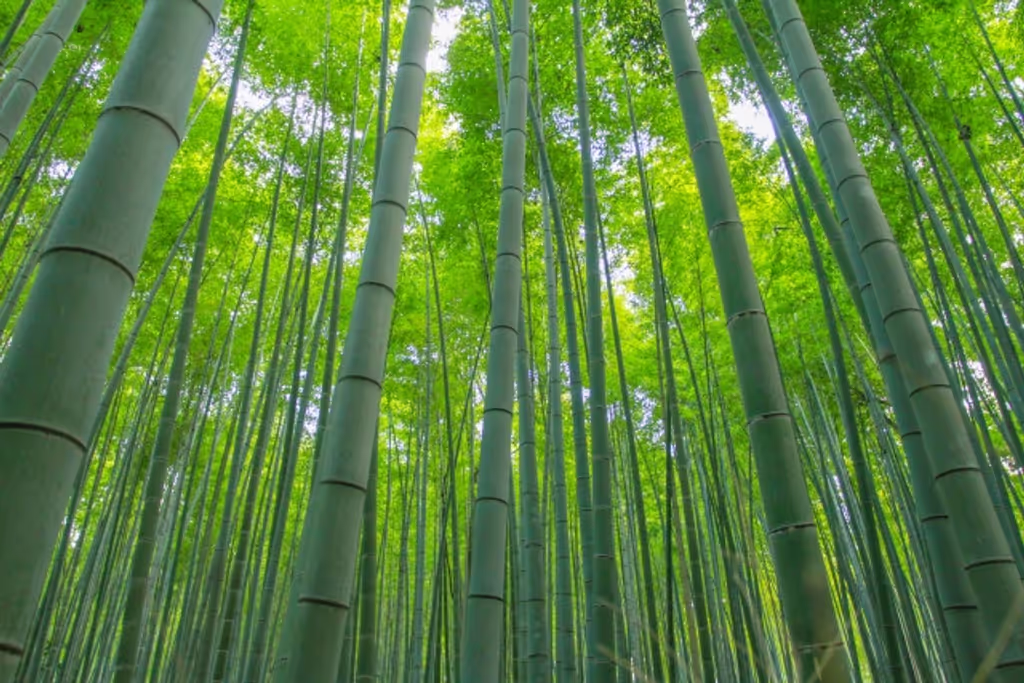Kyoto Private Tour - null
