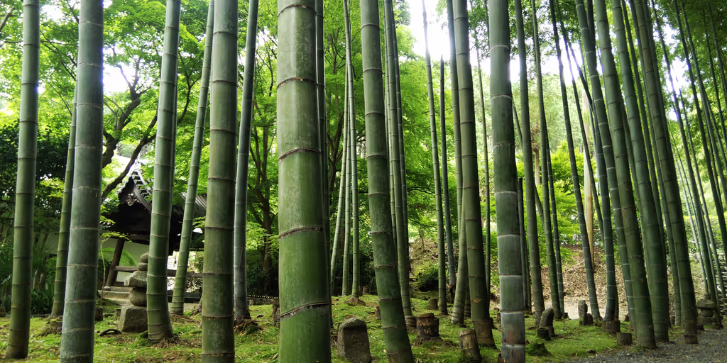 Kyoto Private Tour - null