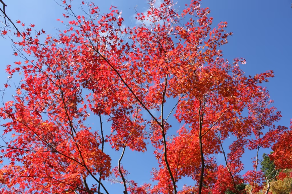 Mount Koya Private Tour - Coloured leaves and blue sky at the Sojiin temple in Koyasan