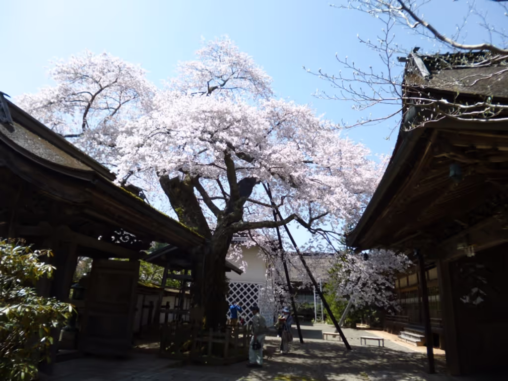 Mount Koya Private Tour - Cherry blossom at the Shojoshinin temple in Koyasan
