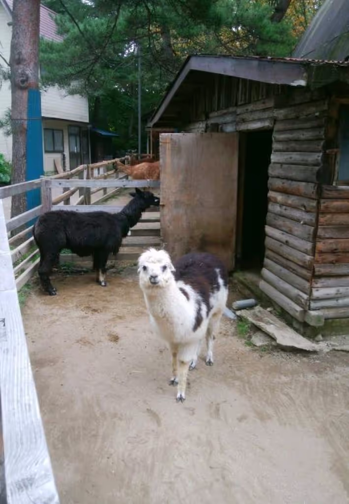 Gunma Private Tour - Alpaca in Kusatsu tropical zoo