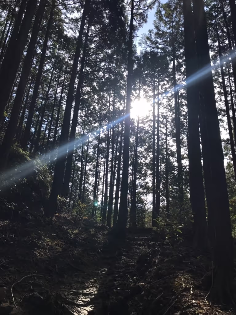 Kumano Private Tour - Japanese cedar and cypress tree