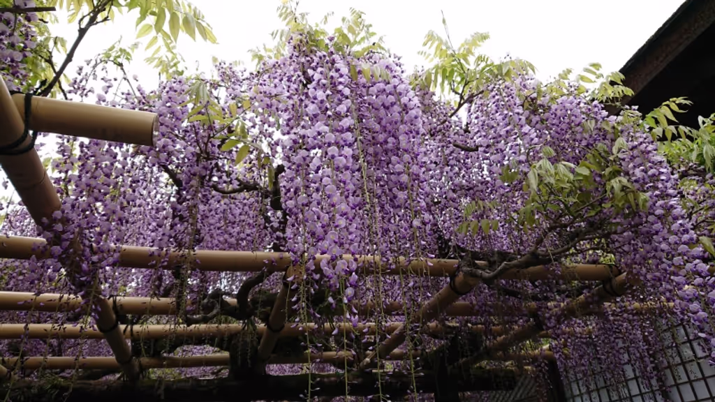 Kyoto Private Tour - After cherry blossoms, you will enjoy wisteria at Kasuga Taisha Shrine.