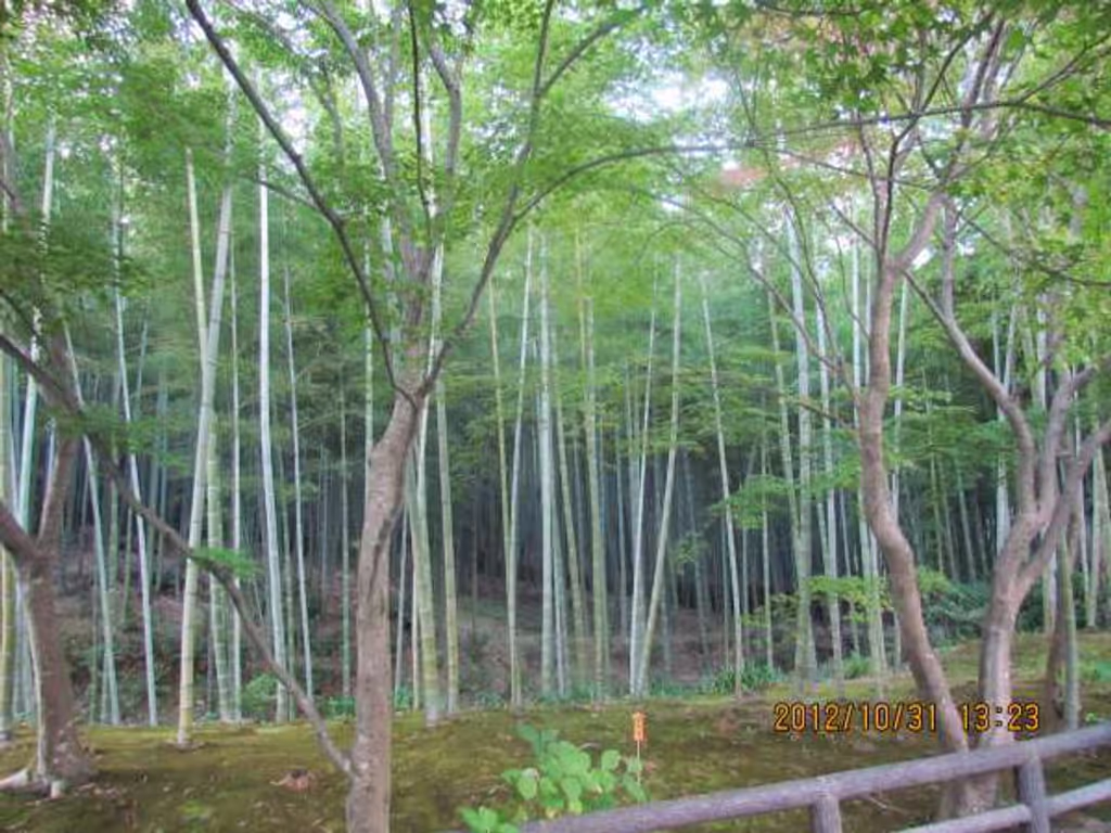 Kyoto Private Tour - Bamboo Forest