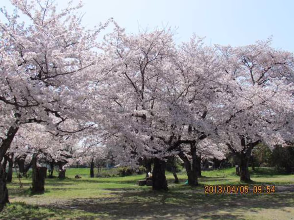 Kyoto Private Tour - Arashiyama Park