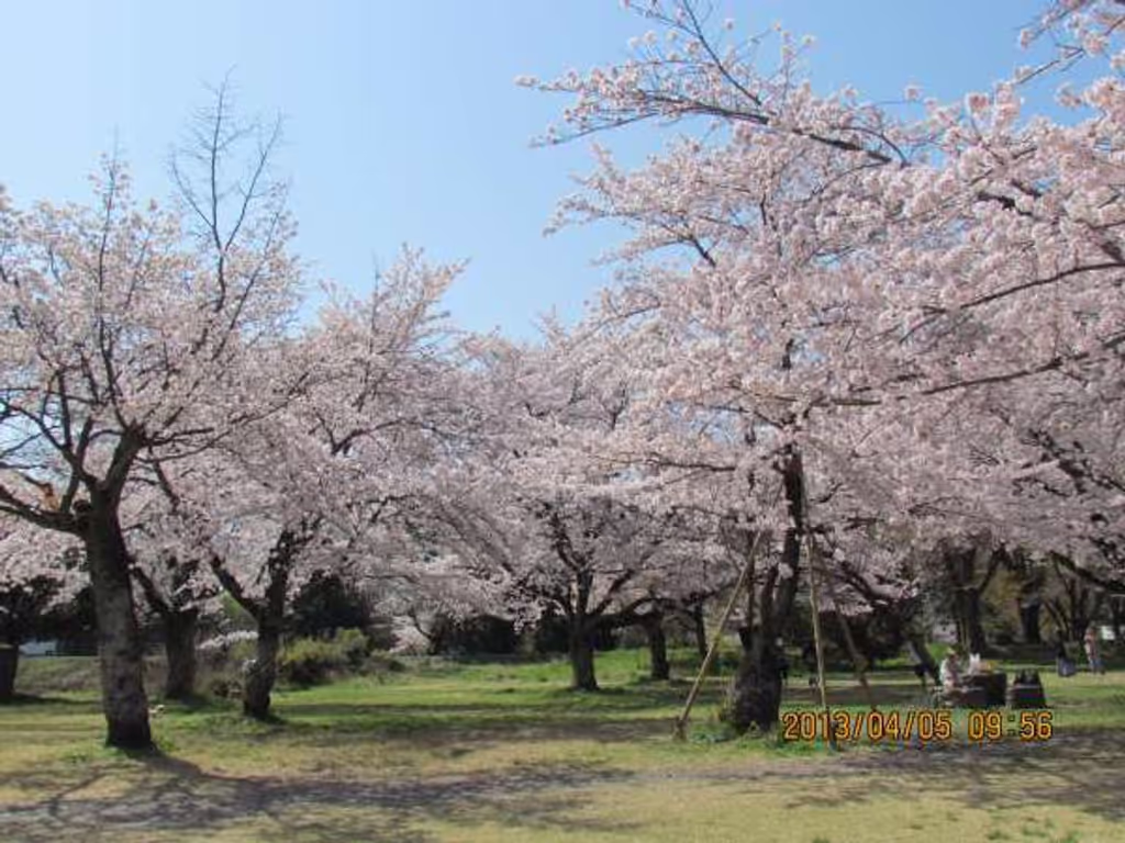 Kyoto Private Tour - Arashiyama Park
