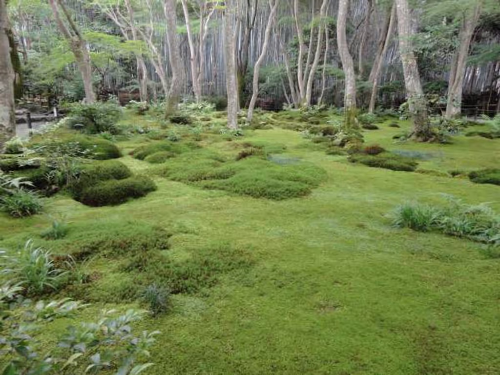 Kyoto Private Tour - Moss Garden at Gioji Temple