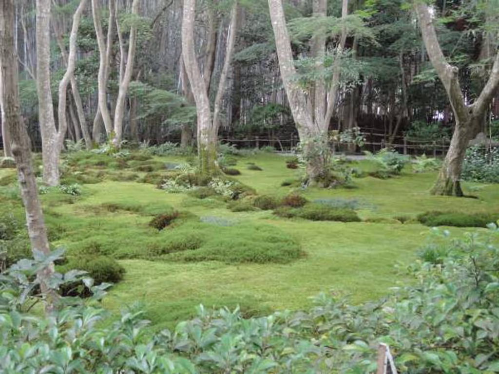 Kyoto Private Tour - Moss Garden at Gioji Temple