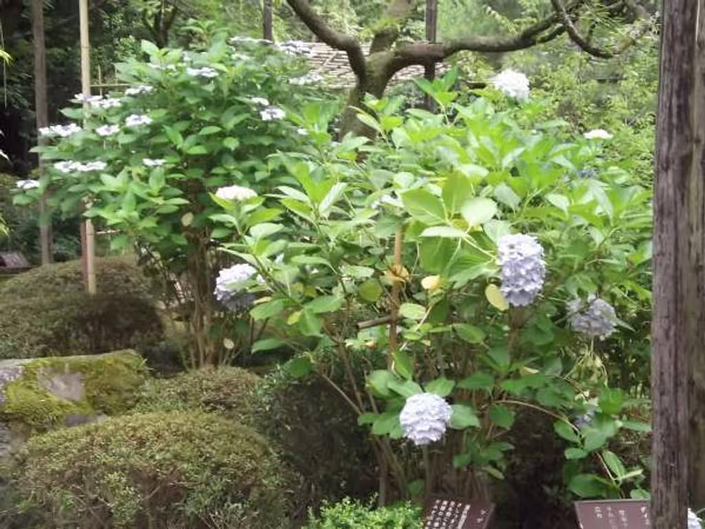 Kyoto Private Tour - Hydrangeas in the "Shinen" sacred garden.