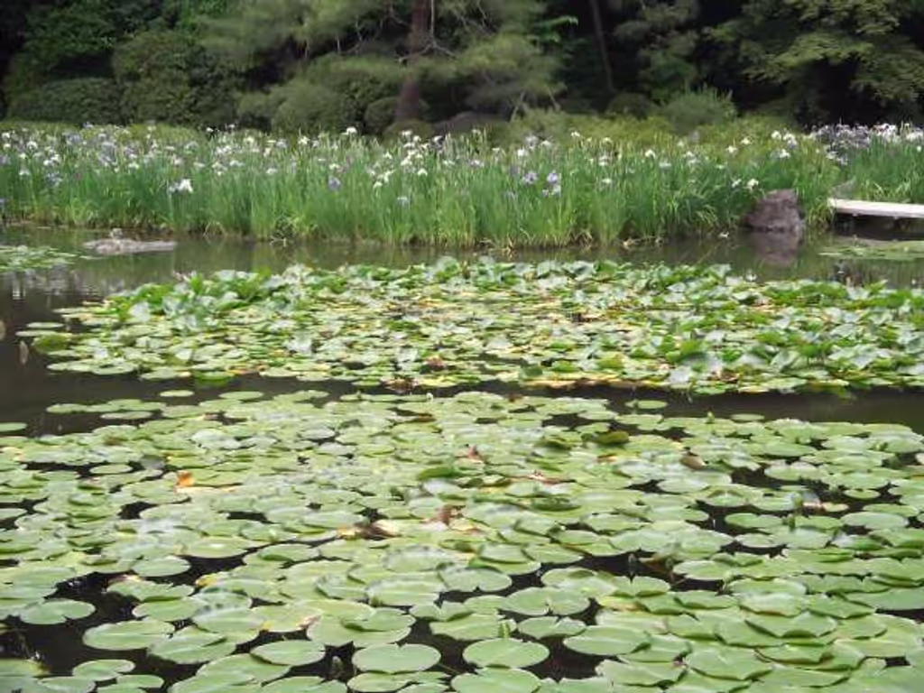 Kyoto Private Tour - Lotus leaves and irises in the "Shinen" sacred garden.