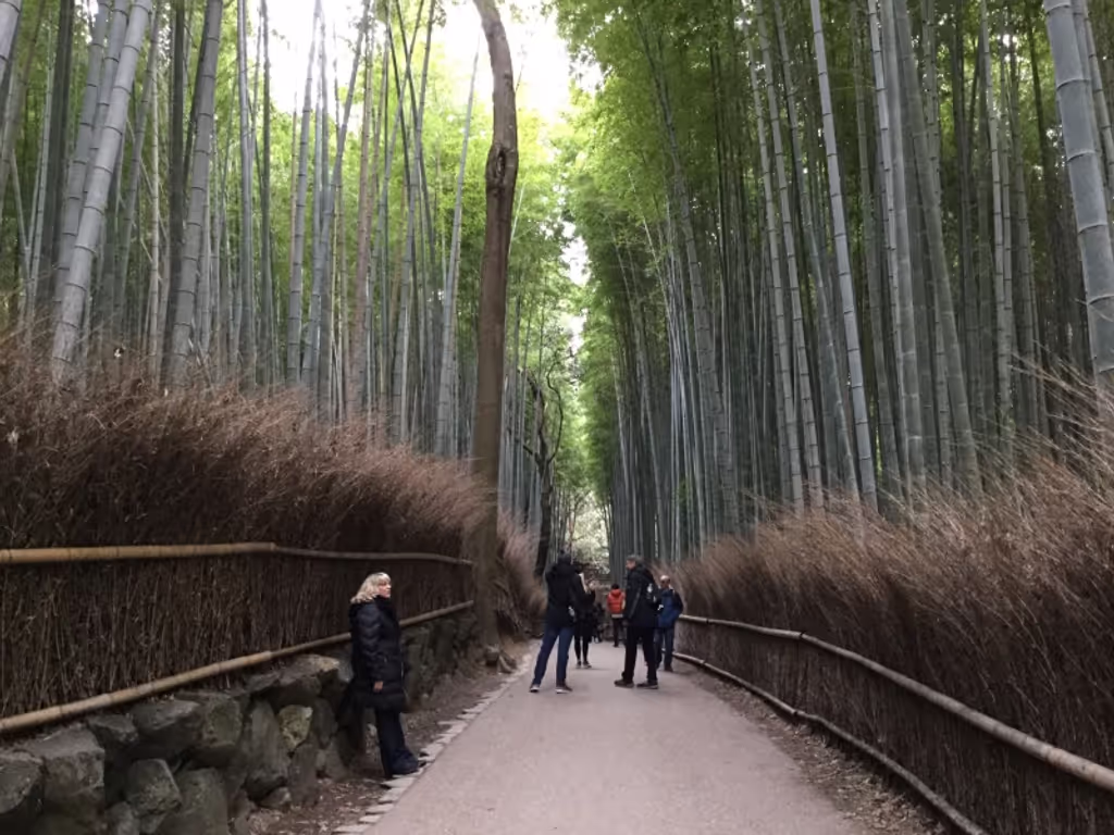 Tokyo Private Tour - Sagano (Bamboo Forest, very popular for foreign tourists)