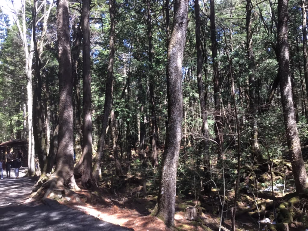 Mount Fuji Private Tour - Infinite caves in the area of Aokigahara-sea of trees located on the foot of Mt.Fuji.