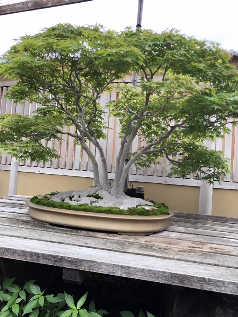 Saitama Private Tour - null