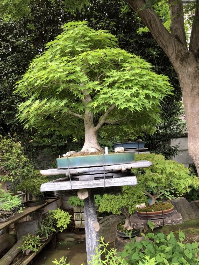 Saitama Private Tour - null