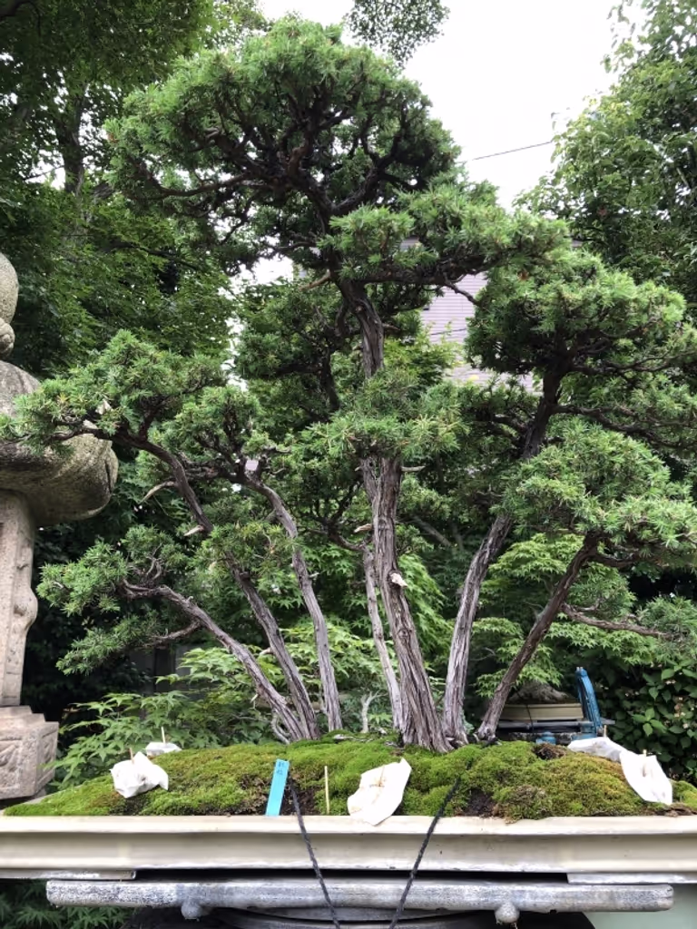 Saitama Private Tour - null