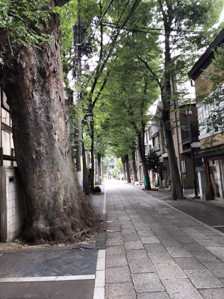 Tokyo Private Tour - Japanese robust Zelkova trees growing along the road to the shrine