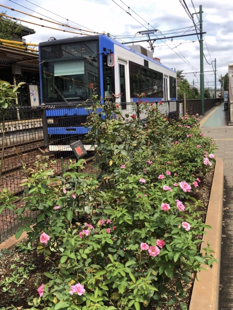 Tokyo Private Tour - Tokyo Sakura Tram - only Toden tram line left in Tokyo
