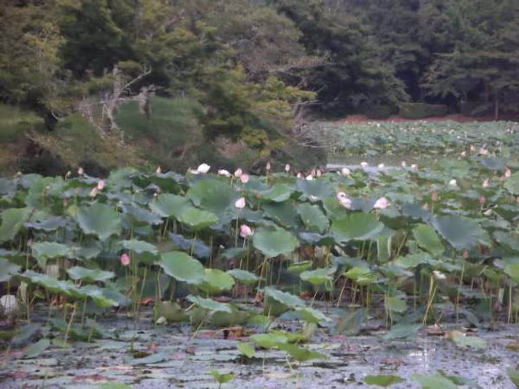Kyoto Private Tour - Lotus flowers on Osawa-ike Pond.