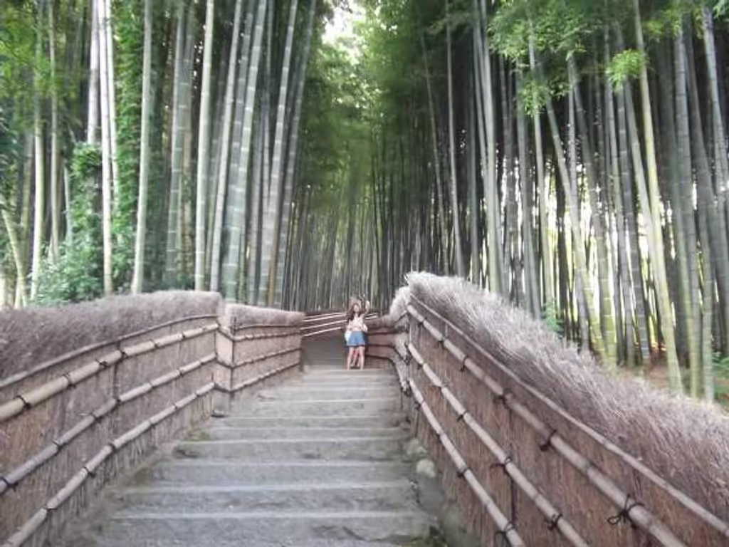 Kyoto Private Tour - Bamboo grove seen in the daytime.