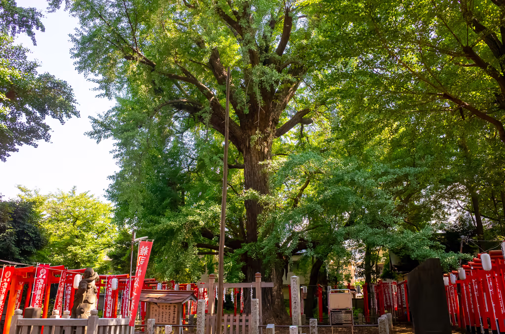 Tokyo Private Tour - Giant gingko tree
