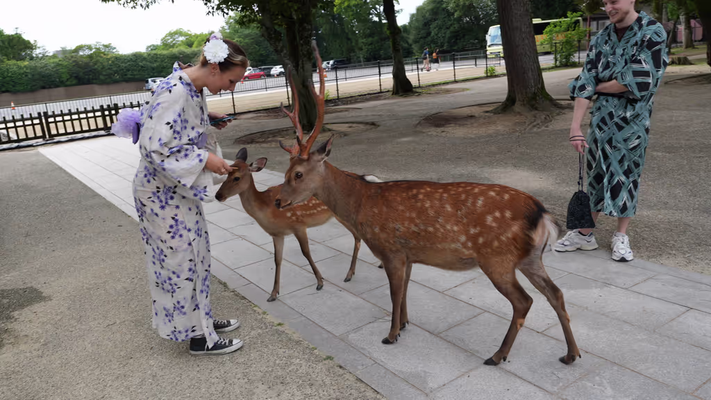 Kyoto Private Tour - 