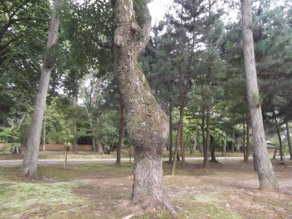 Kyoto Private Tour - Gnarled tree in the garden.