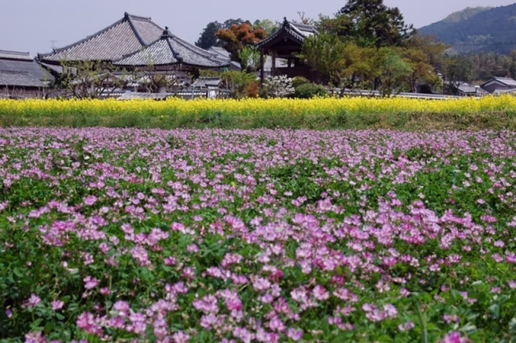 Nara Private Tour - A spring day in Asuka