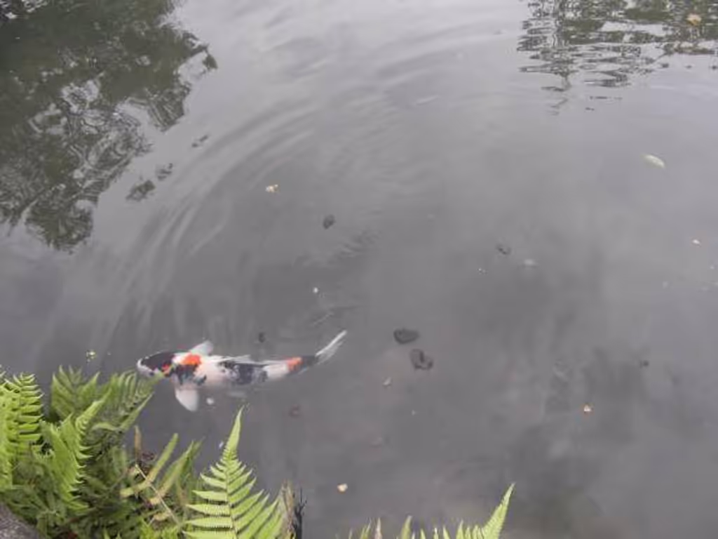 Kyoto Private Tour - Carp in the "Hyotan-ike" pond.