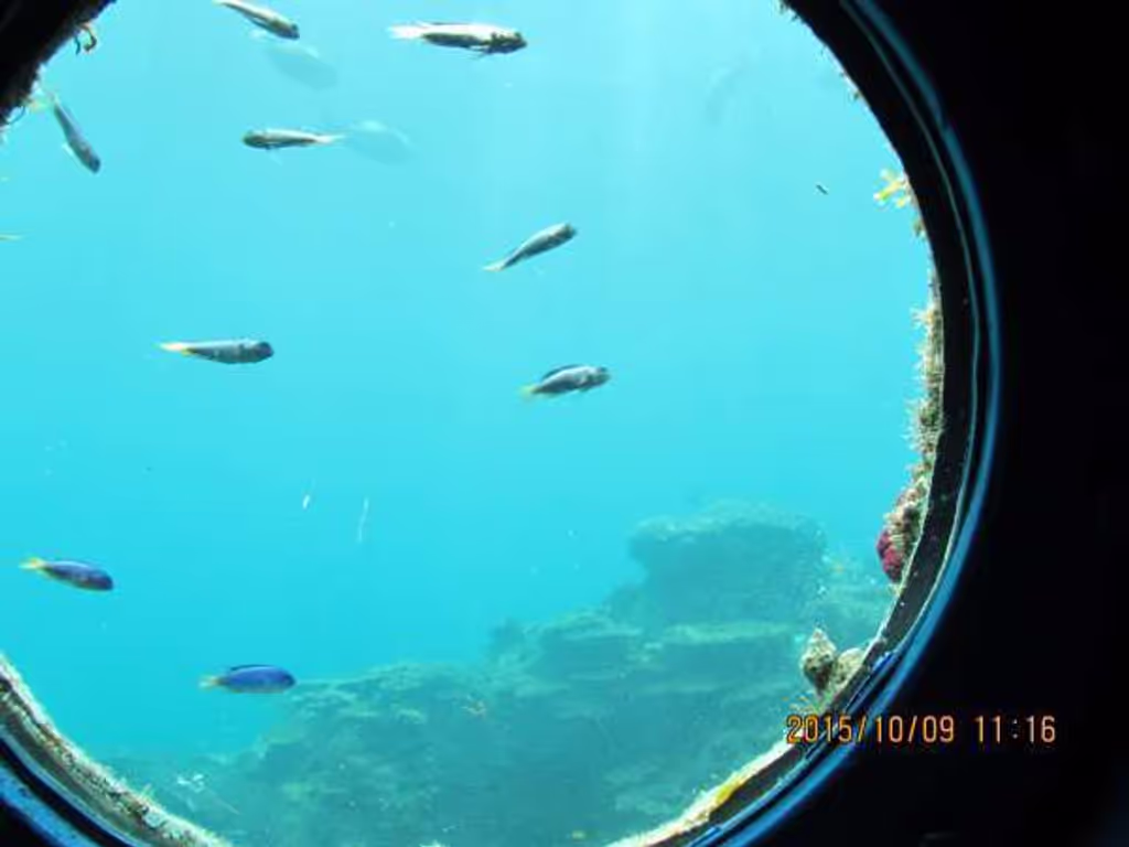 Osaka Private Tour - fish viewed from the observation tower