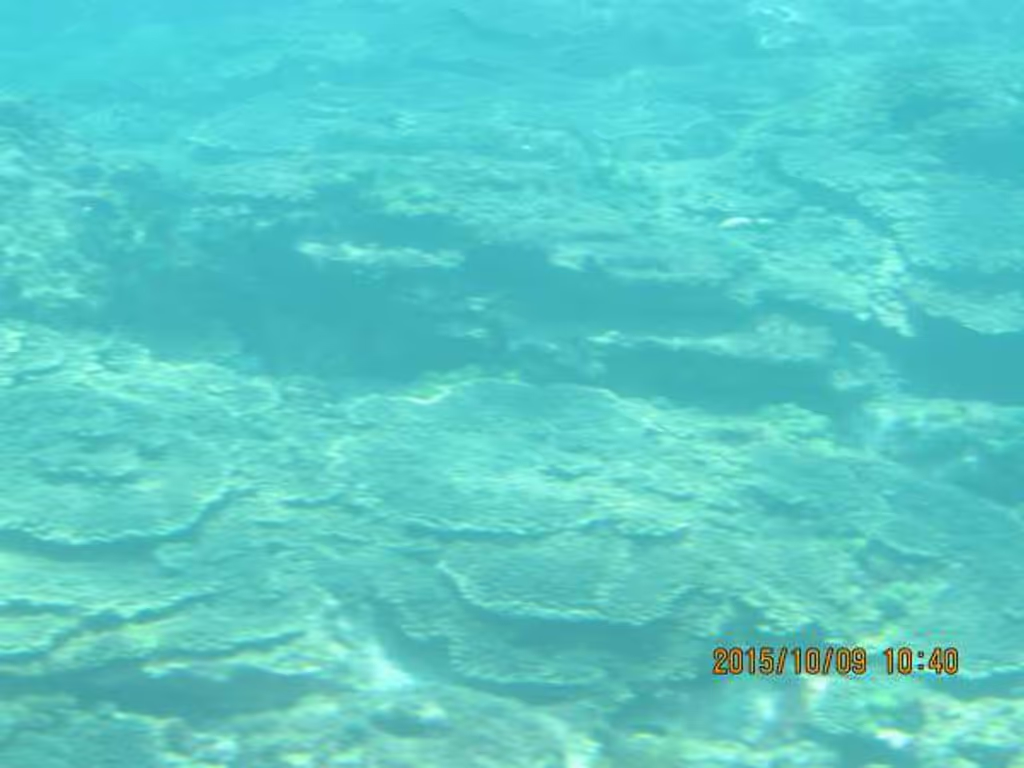 Osaka Private Tour - Coral reef view from STELLA MARIS, a half submarine