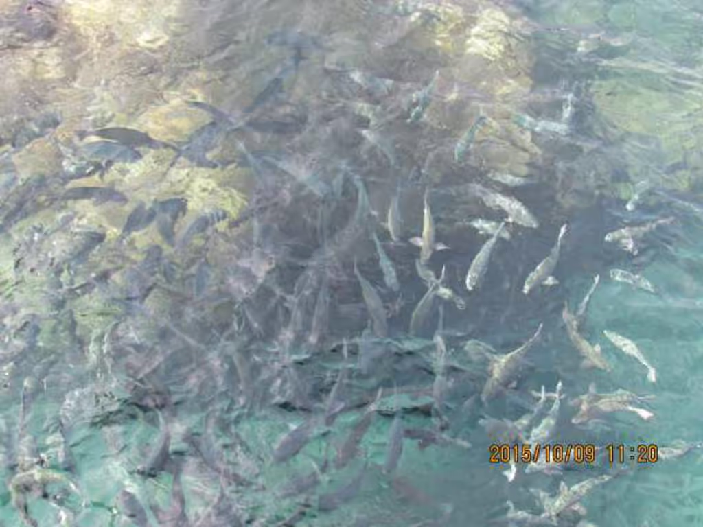Osaka Private Tour - fish near the observation tower
