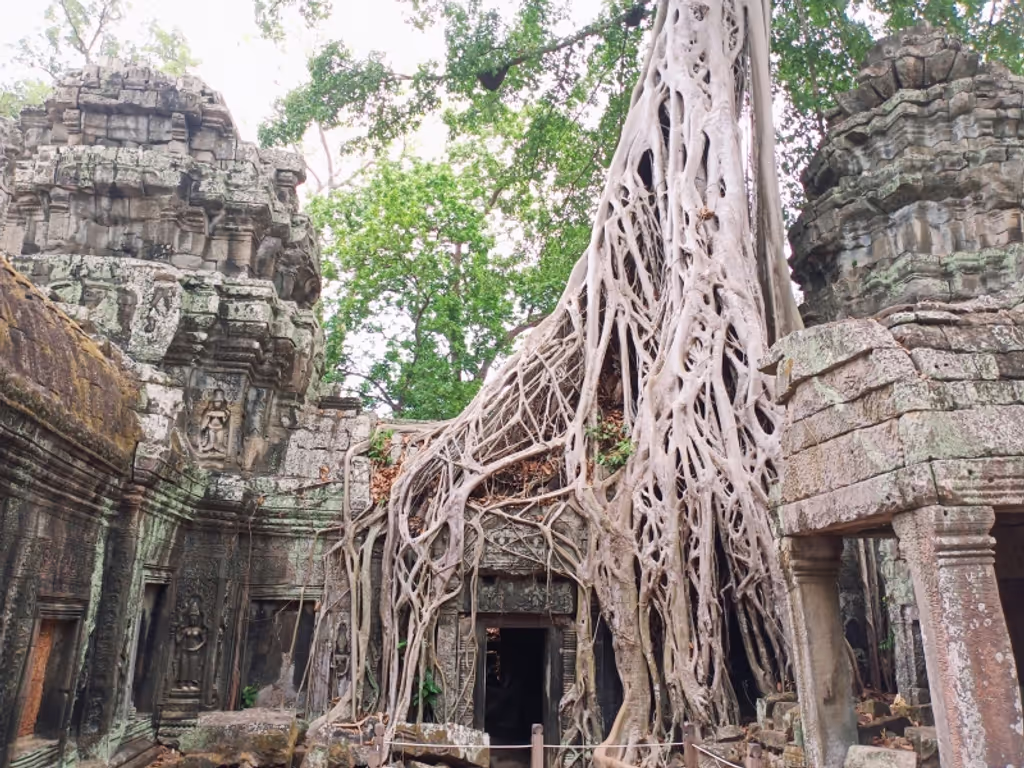 Siem Reap Private Tour - This is Taprohm Temple or Tomb Raider