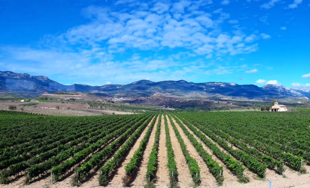 San Sebastian Private Tour - Rioja Top wines 