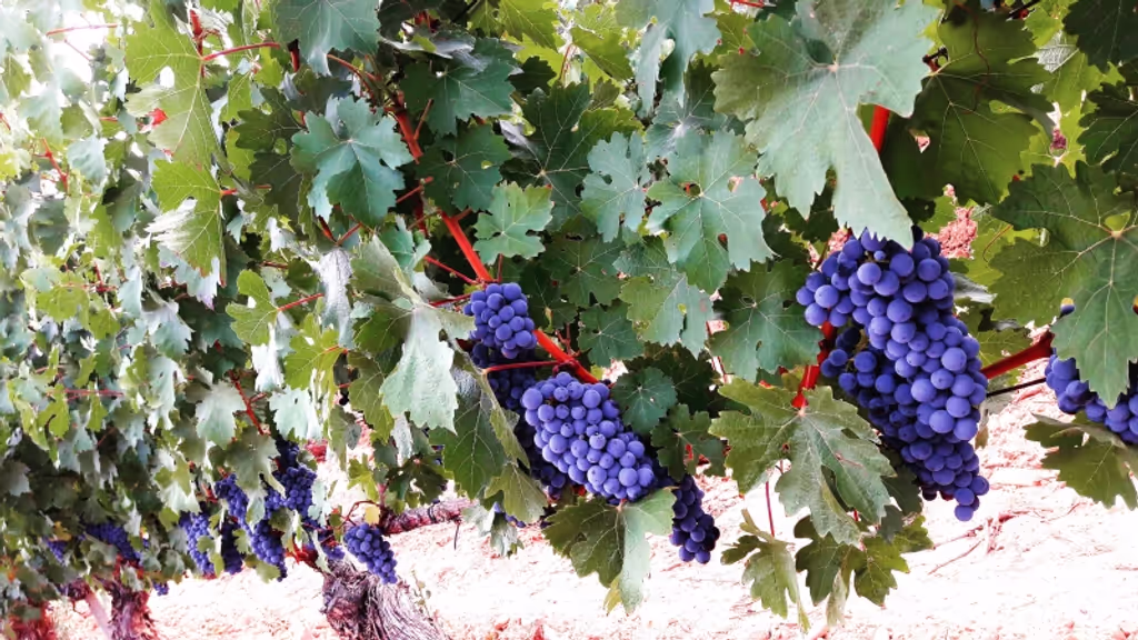 San Sebastian Private Tour - Rioja Top wines 