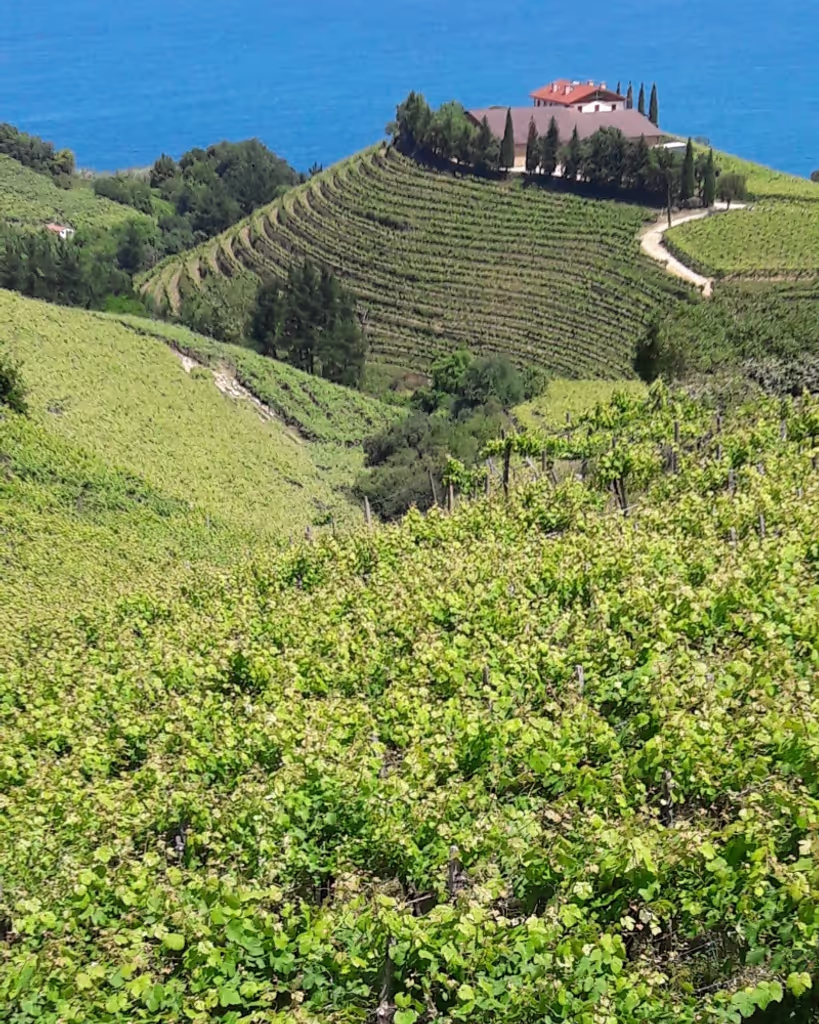 San Sebastian Private Tour - null