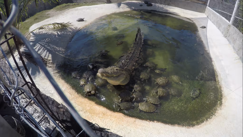 Acapulco City Private Tour - Croc Farm visit