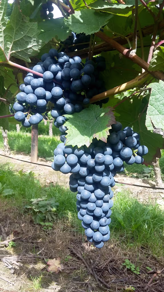 Rhine Valley Private Tour - Pinot noir grapes