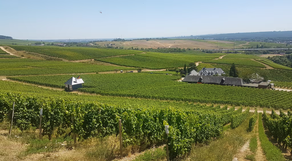Rhine Valley Private Tour - The vineyards of Rauenthaler Baiken 